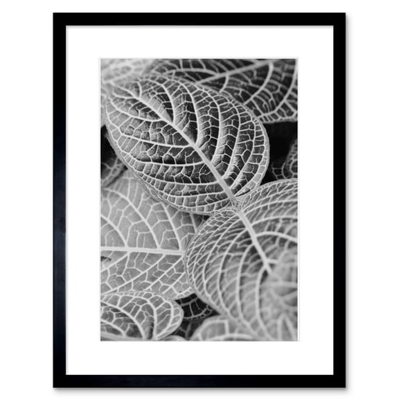 Black White Photography Leaves Close Up Framed Wall Art Print