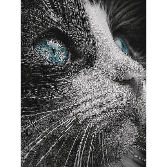 Black White Ragdoll Cat Canvas Art, Pet Portrait, Modern Home Animal Wall Decor