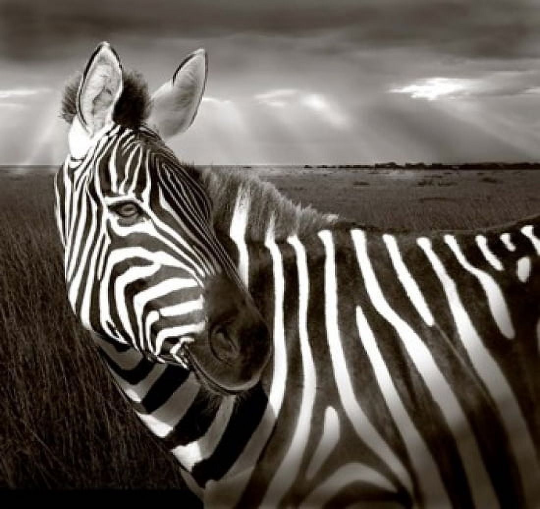 Black & White of Zebra and plain Kenya Canvas Art - Jaynes Gallery DanitaDelimont (20 x 18)