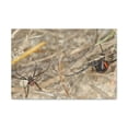 thumbnail image 1 of Black Widow Couple Black Widow Troop Print Animal Wall Art Wildlife Canvas Prints Wall Art Ready to Hang Unframed, 1 of 18