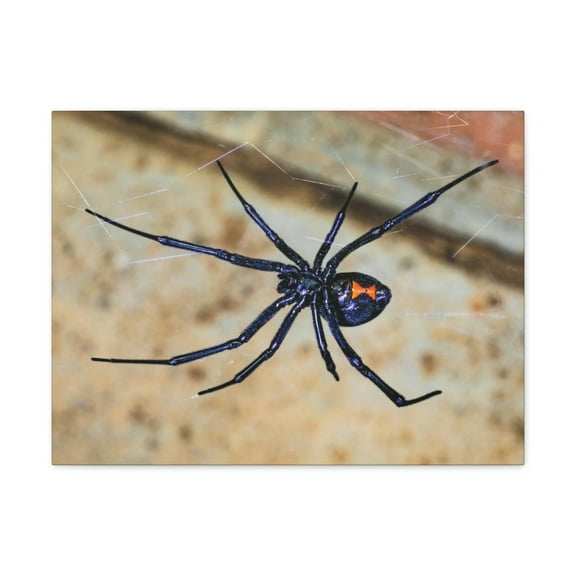 Black Widow Hunting Black Widow on Hunt Print Animal Wall Art Wildlife Canvas Prints Wall Art Ready to Hang Unframed