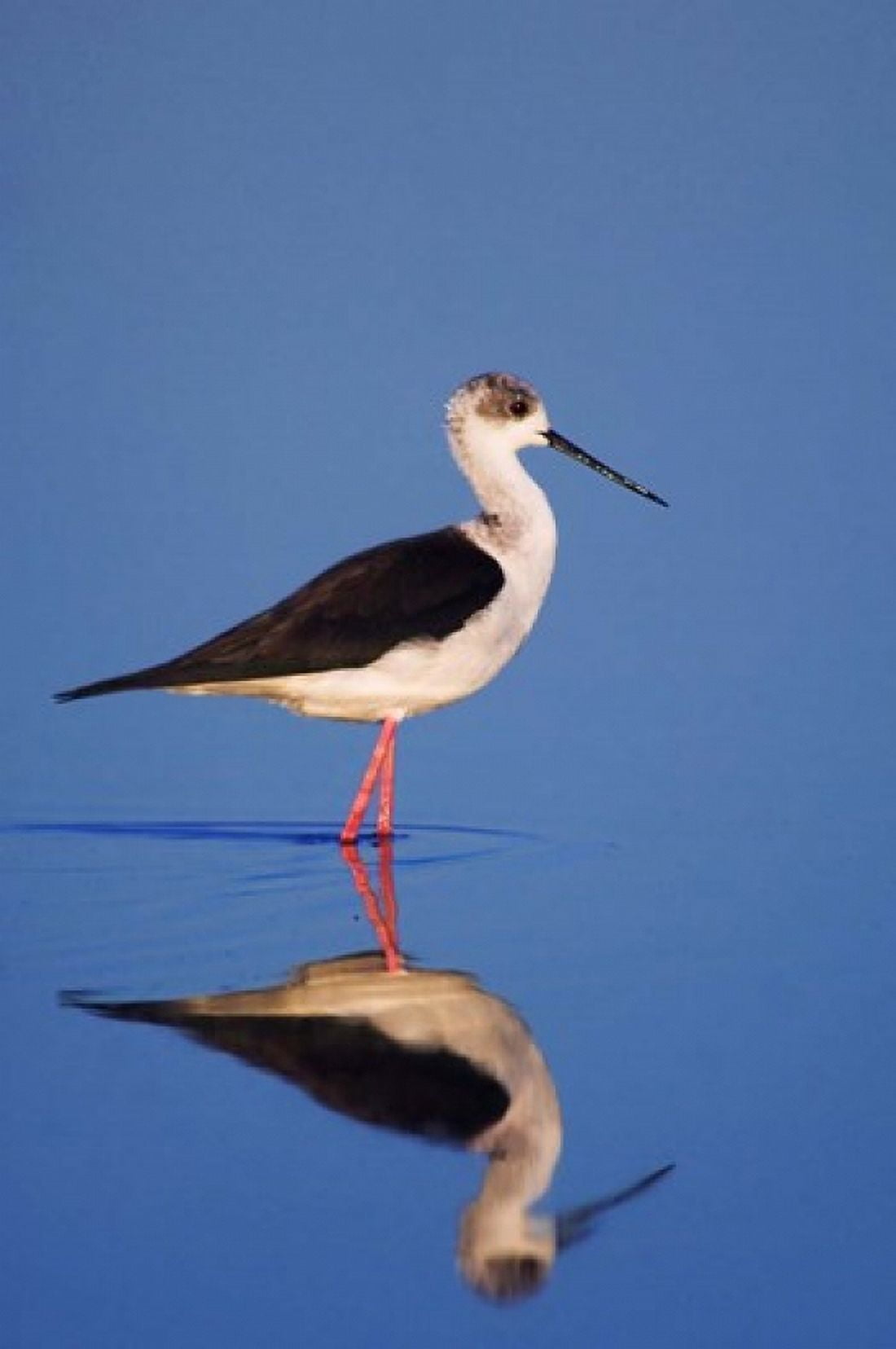 Black-Winged Stilt Bird Canvas Art - Rolf Nussbaumer DanitaDelimont (18 x 26)