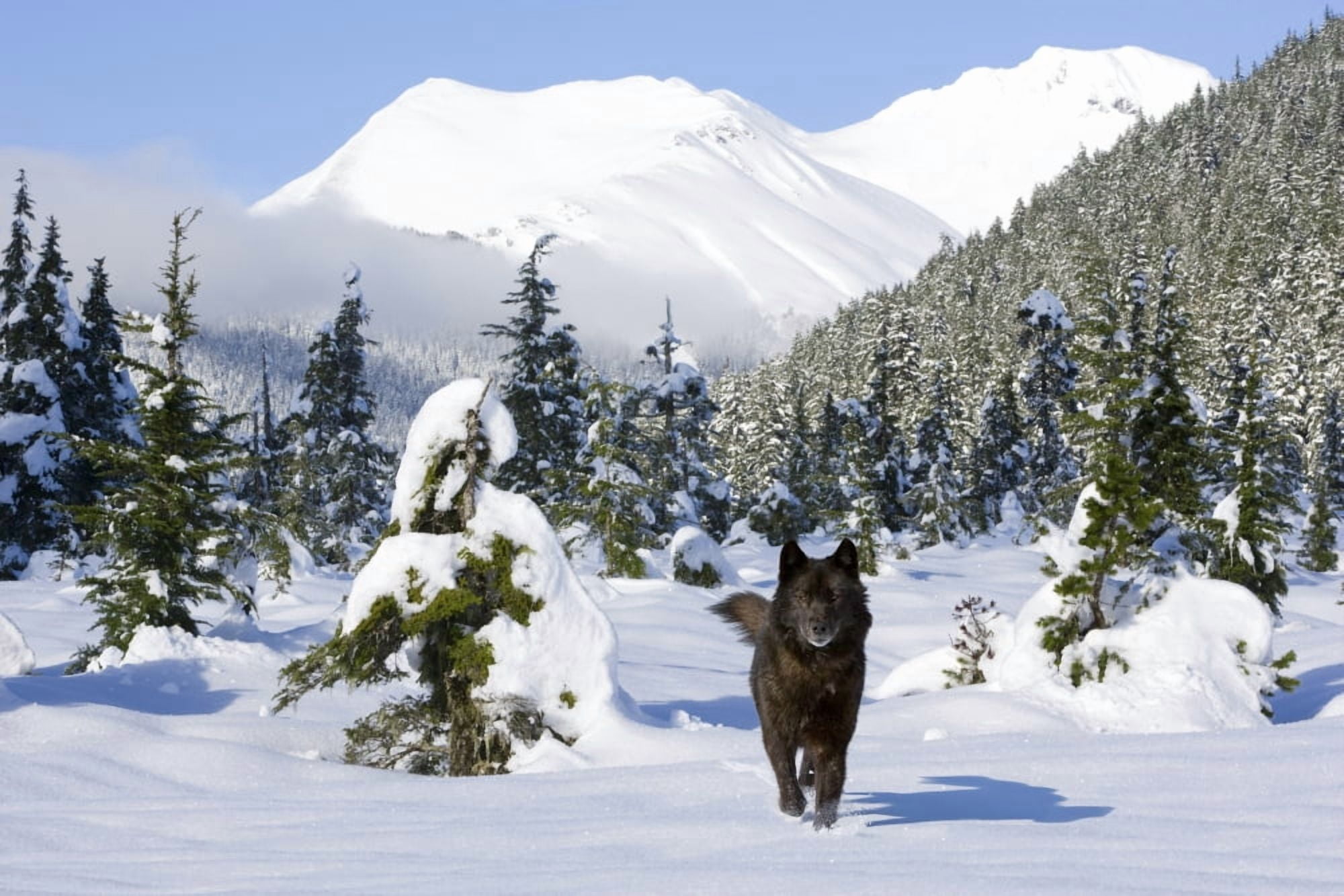 Black Wolf In Snow Covered Meadow In Alaskas Tongass Forest With Coast Mountains In The Background Canvas Art - John Hyde Design Pics (36 x 24)