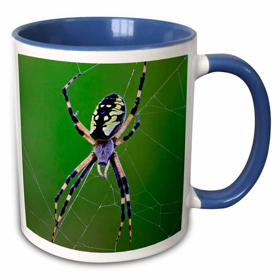 3drose, Black-yellow Argiope Spider, Rockport, Maine - Us20 Aje0020 - Adam Jones, 11oz Two-tone Blue Mug