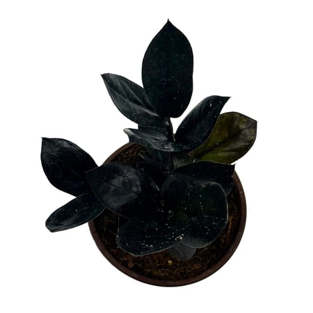 Black ZZ, 4 inch Raven Zamioculcas Zamiifolia Dowon Jet-Black