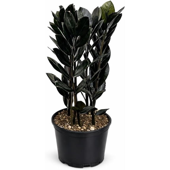 Black ZZ Plant Live Indoor Houseplant in 6 Inch Pot, Raven ZZ Plant, Zamioculcas Zamiifolia, Low Maintenance Potted Plant for Home and Office
