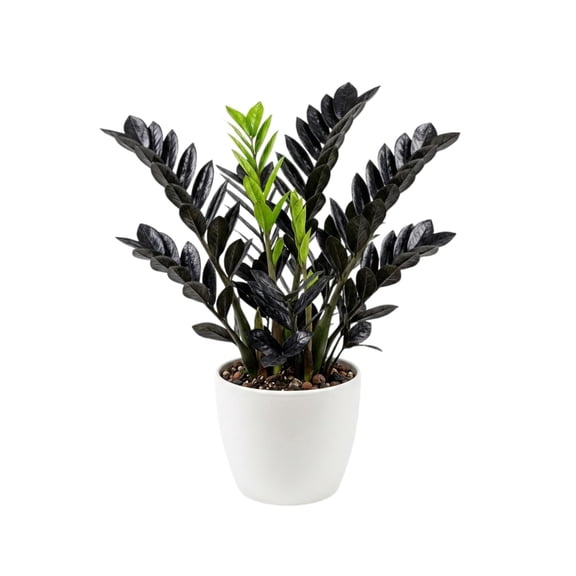 Black ZZ Plant Live, Rare Tropical ZZ Houseplant in 3'' Pot, ZZ Plant for Living Room, Office