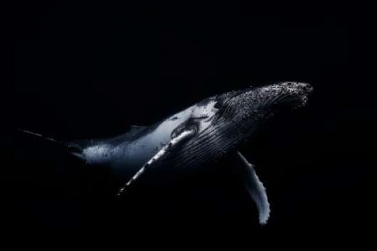 Black and Whale Canvas Art - Barathieu Gabriel (12 x 18)
