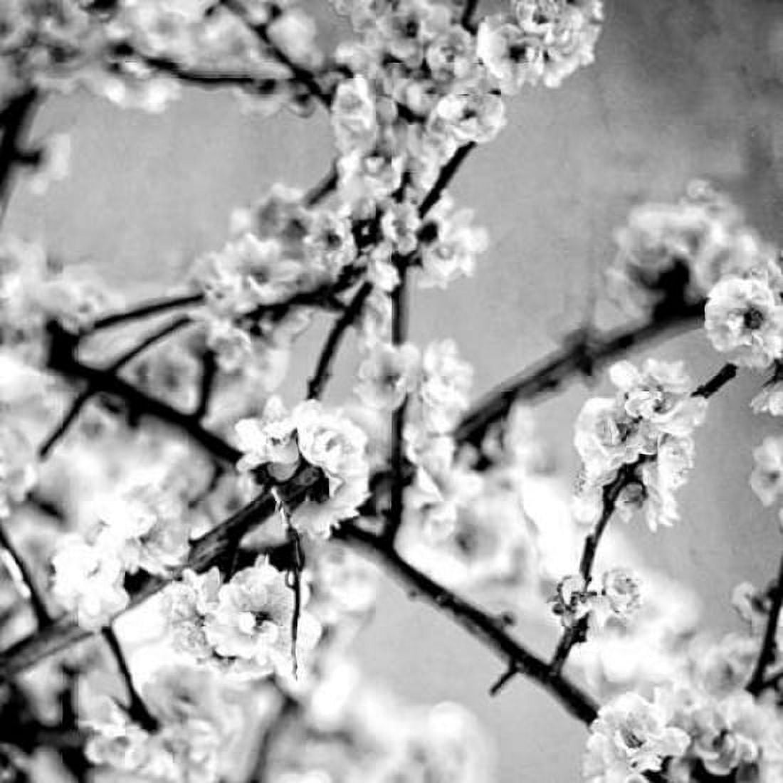 Black and White Blossoms I Canvas Art - Susan Bryant (24 x 24)