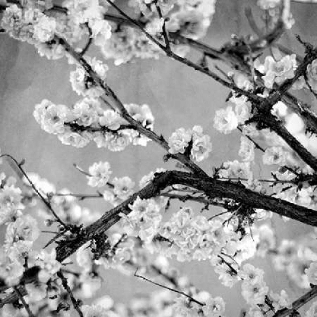 Black and White Blossoms II Canvas Art - Susan Bryant (24 x 24)