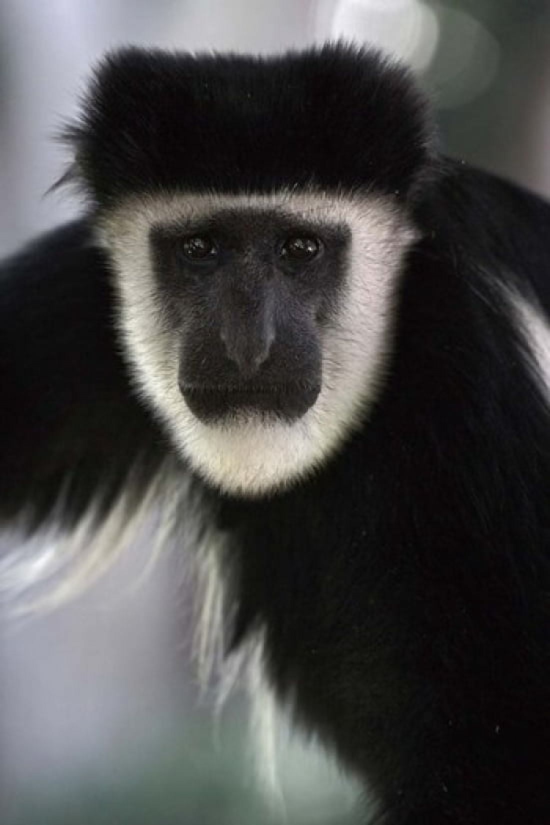 Black and White Colobus Monkey Lake Nakuru NP Kenya Canvas Art - Adam Jones DanitaDelimont (12 x 17)