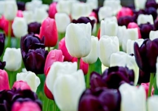 Black and White Cookie Mix Tulip Bulbs for Planting - Easy to Grow Perennial Tulips (5 Bulbs)