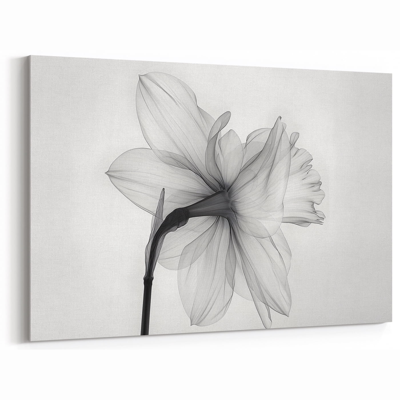 black-and-white-daffodil-photography-print-translucent-floral-wall