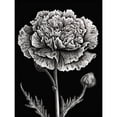 thumbnail image 1 of Black and White Linocut Carnation Flower Print Extra Large XL Wall Art Poster Print, 1 of 3
