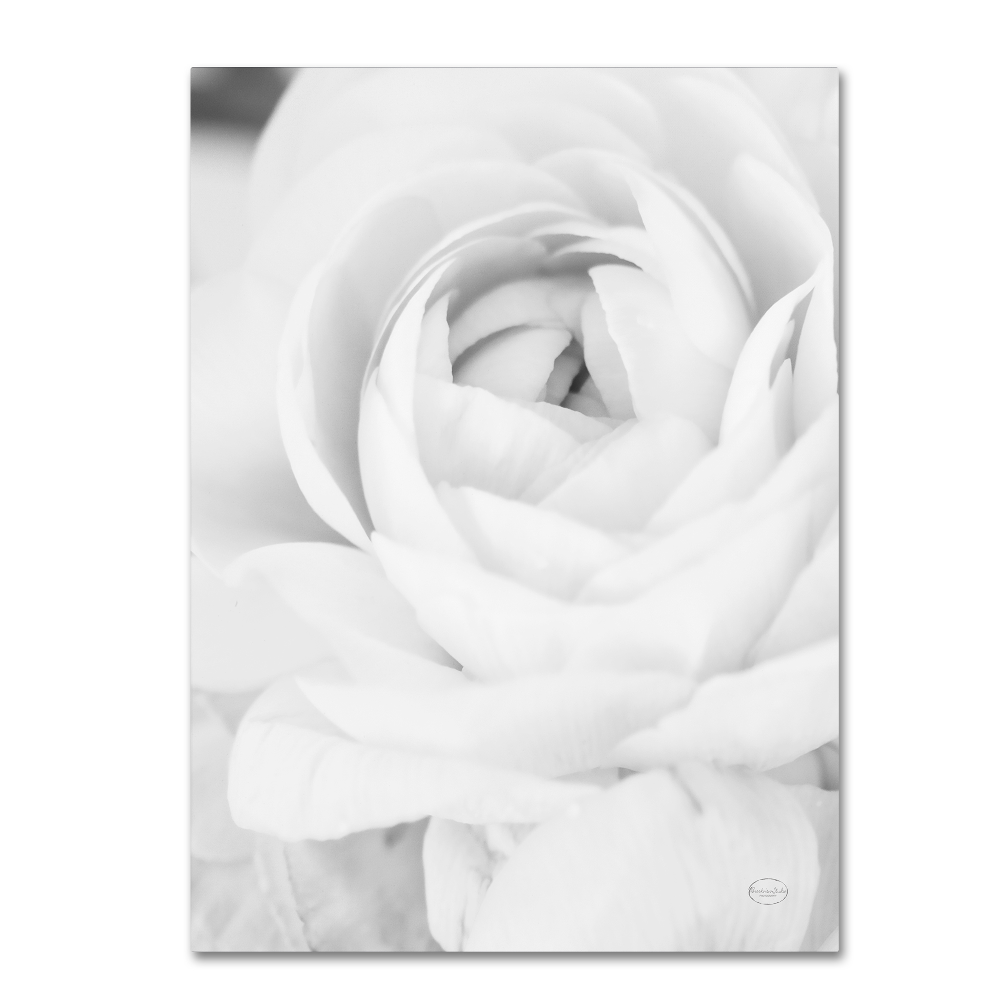 Black and White Petals III' Canvas Art by Brookview Studio