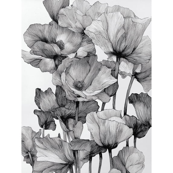 Black and White Poppy Line Art Canvas Print, Suitable for Living Room, Bedroom, Dining Room, Hallway, Office, Studio
