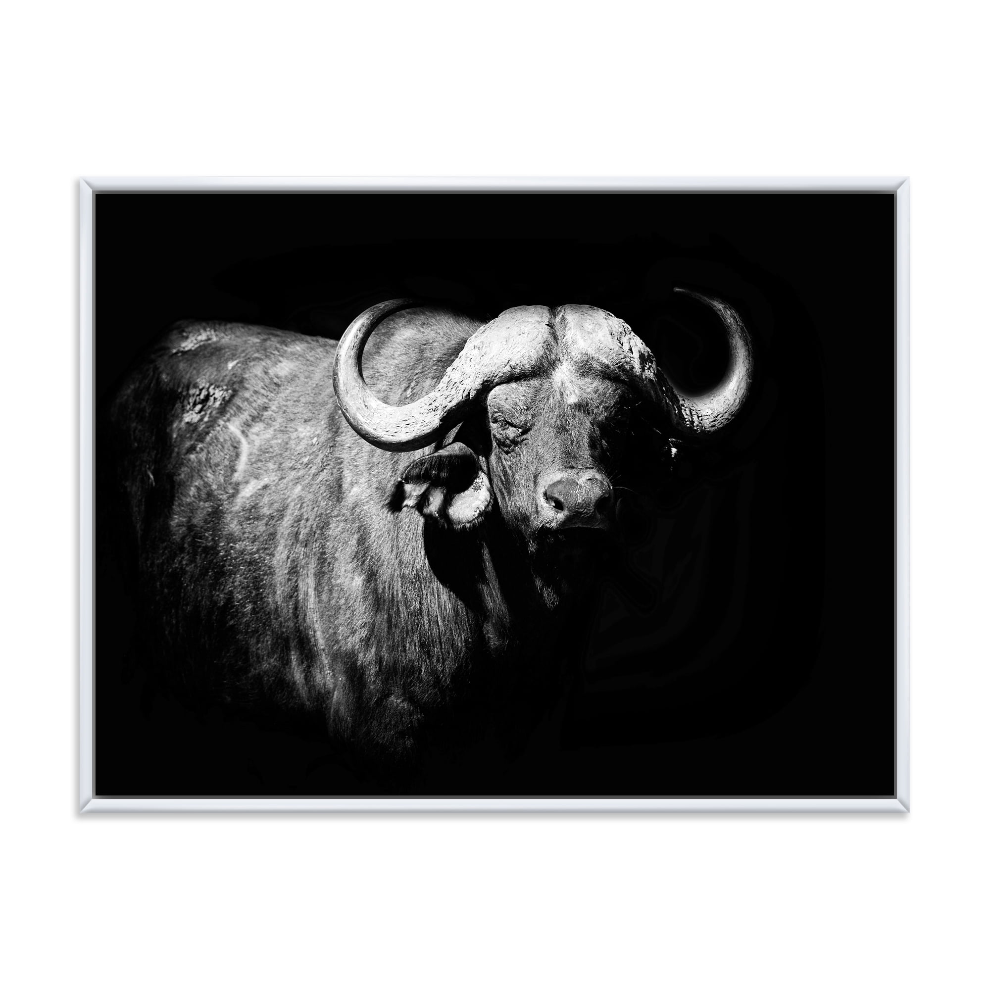 Black and White Portrait Of Buffalo I 20 in x 12 in Framed Photography Canvas Art Print, by Designart