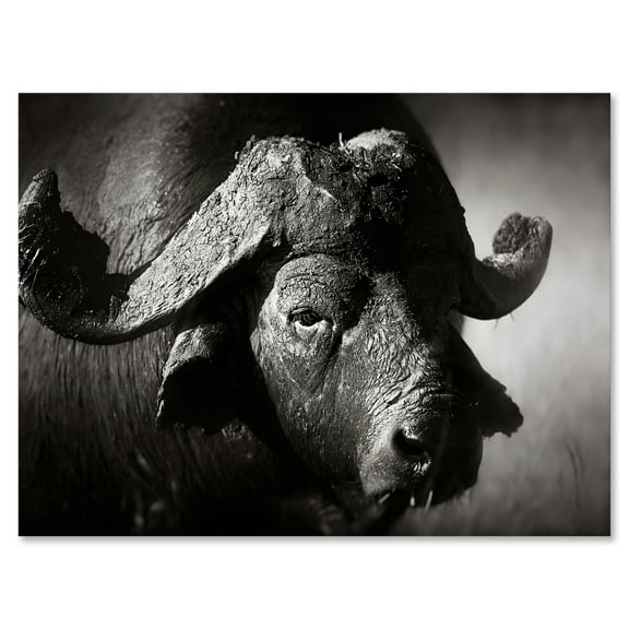 Black and White Portrait Of Buffalo II 12 in x 8 in Photography Canvas Art Print, by Designart