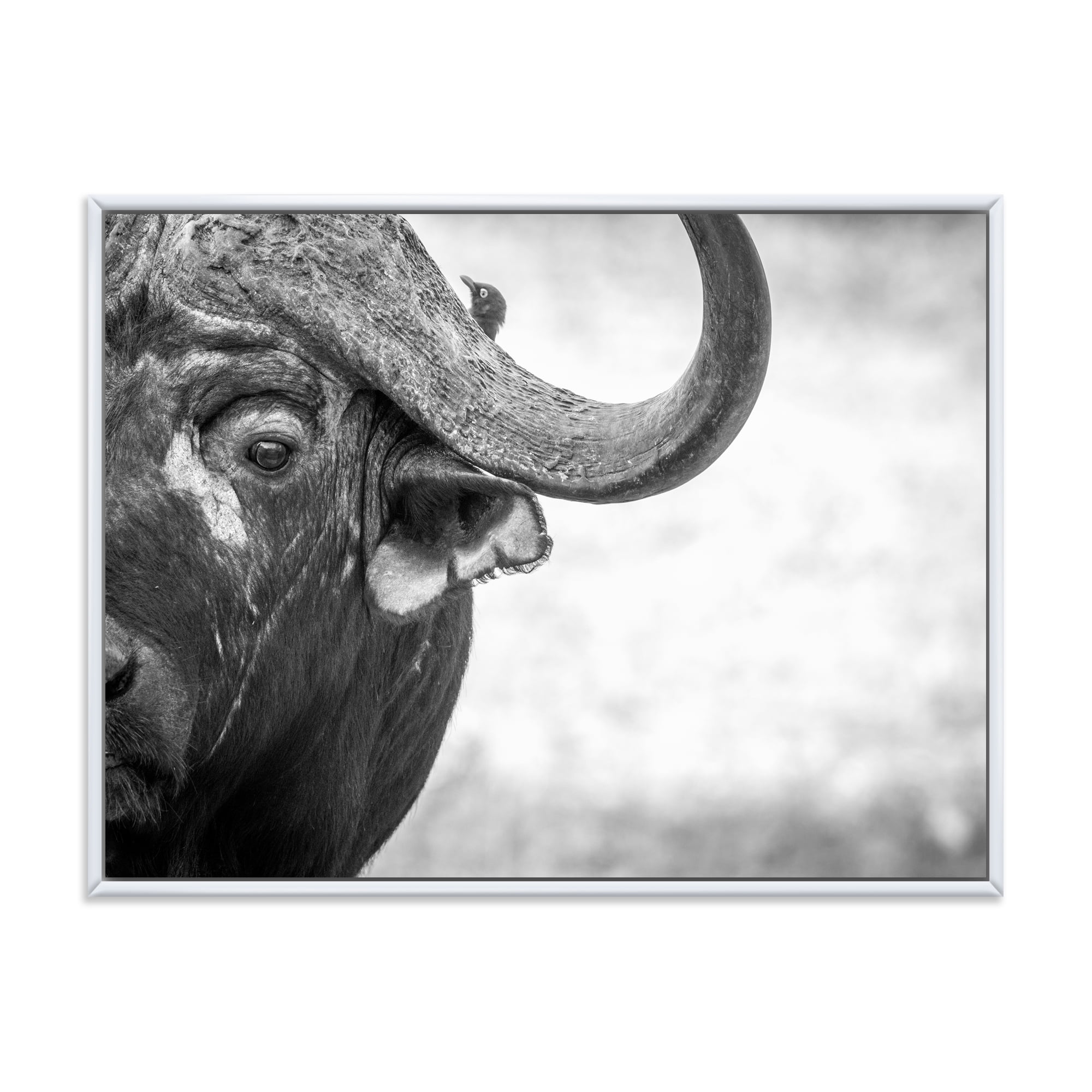 Black and White Portrait Of Buffalo III 40 in x 30 in Framed Photography Canvas Art Print, by Designart