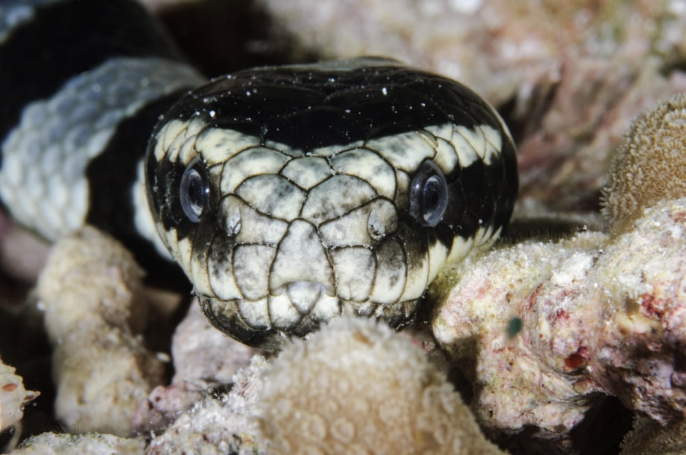 Black and White Sea Krait Indonesia Canvas Art - Todd WinnerStocktrek Images (35 x 23)