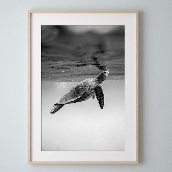 Black and White Sea Turtle Art - Monochromatic Underwater Ocean Poster 24x36 UNFRAMDE
