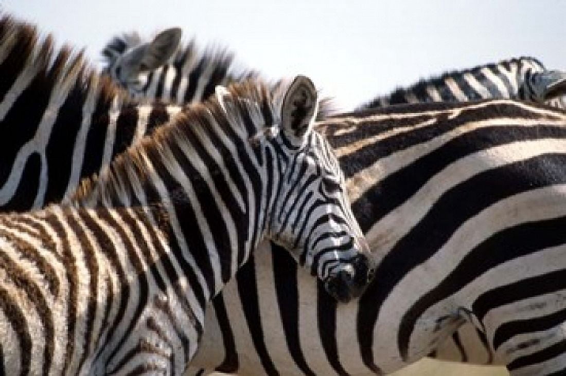 Black and White Stripe Pattern of a Plains Zebra Colt Kenya Canvas Art - William Sutton DanitaDelimont (36 x 24)