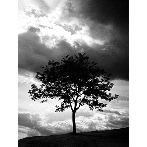 Black and White Tree Canvas Art Print Suitable for Living Room Office Hallway and Apartment Decoration.