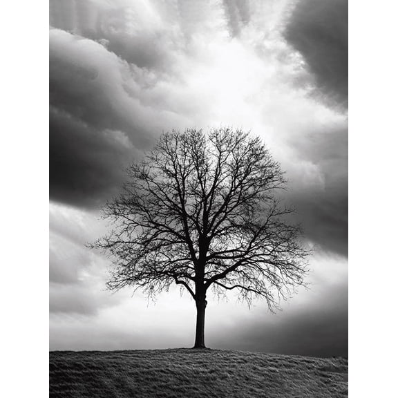 Black and White Tree Canvas Wall Art Perfect for Living Room Office Hallway and Dining Room Decoration.