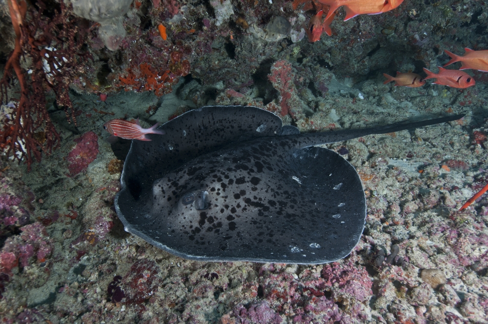 Black and grey spotted marble sand ray Maldives Canvas Art - Mathieu MeurStocktrek Images (18 x 12)