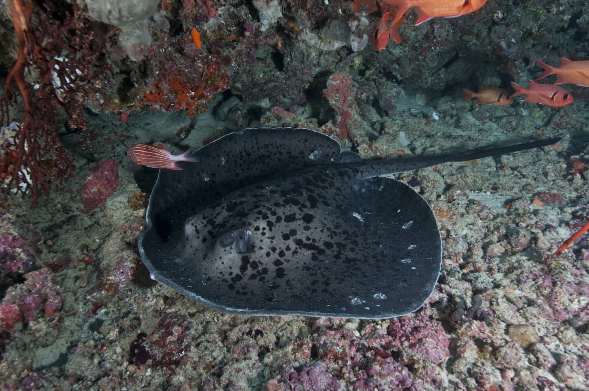 Black and grey spotted marble sand ray Maldives Canvas Art - Mathieu MeurStocktrek Images (35 x 23)