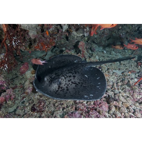 Black and grey spotted marble sand ray Maldives Canvas Art - Mathieu MeurStocktrek Images (35 x 23)