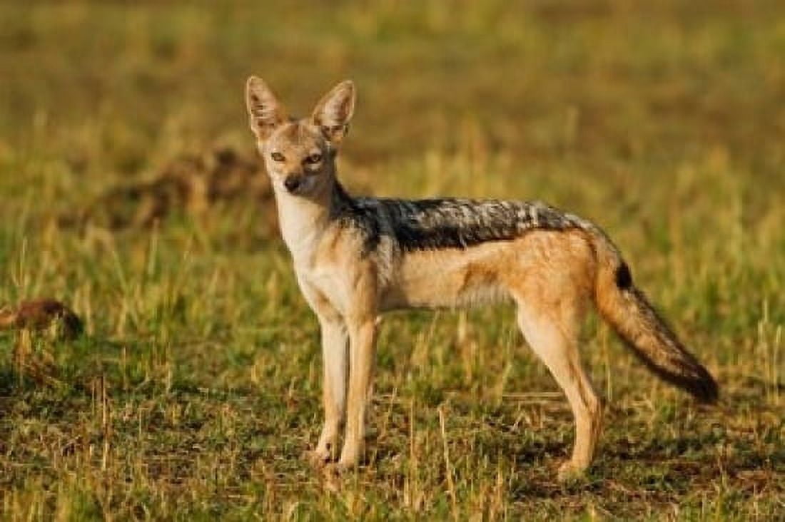 Black-backed Jackal Maasai Mara Wildlife Reserve Kenya Canvas Art - Jagdeep Rajput DanitaDelimont (24 x 15)