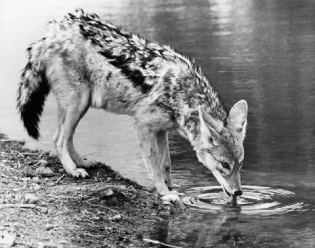 Black-backed Jackal drinking water from a river (Canis mesomelas) Canvas Art - (18 x 24)