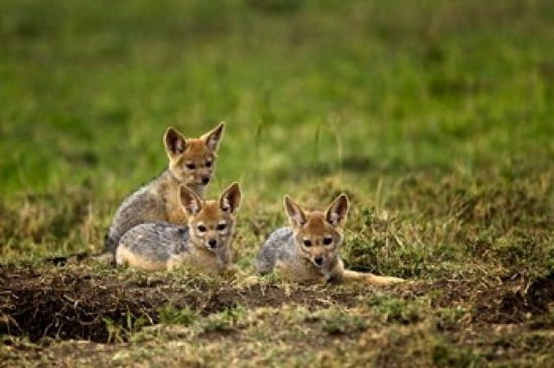 Black-backed Jackal wildlife Maasai Mara Kenya Canvas Art - Adam Jones DanitaDelimont (24 x 15)