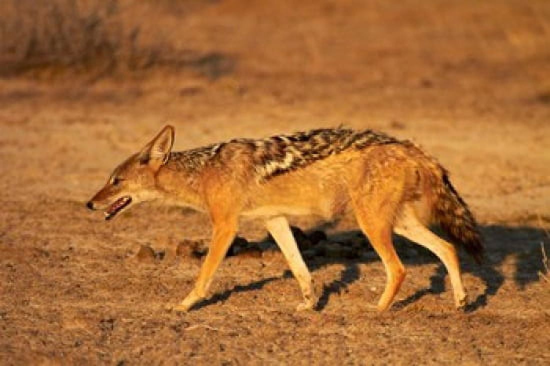 Black-backed jackal Canis mesomelas Etosha NP Namibia Africa Canvas Art - David Wall DanitaDelimont (35 x 24)