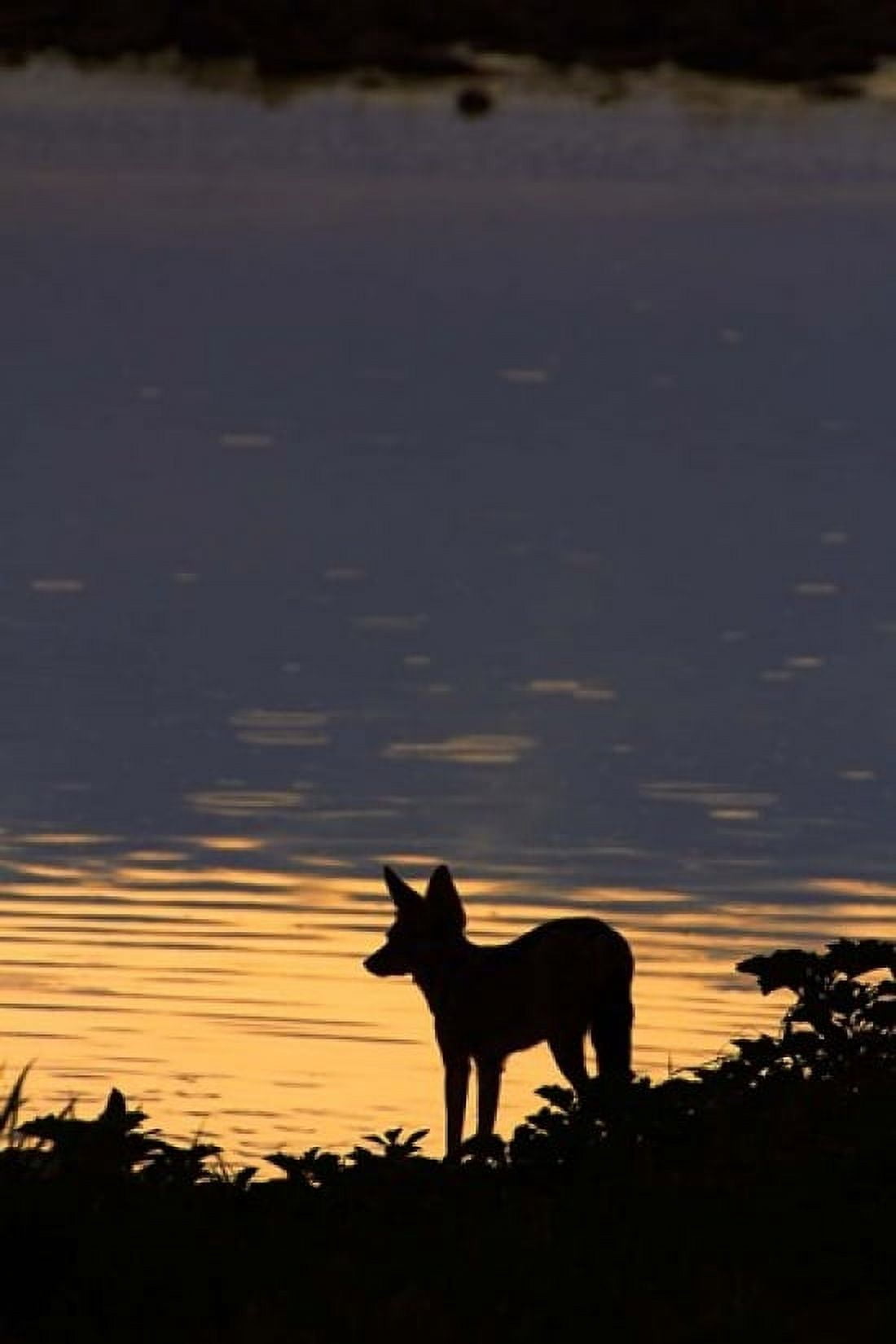 Black-backed jackal Okaukuejo waterhole Etosha NP Namibia Africa Canvas Art - David Wall DanitaDelimont (24 x 35)