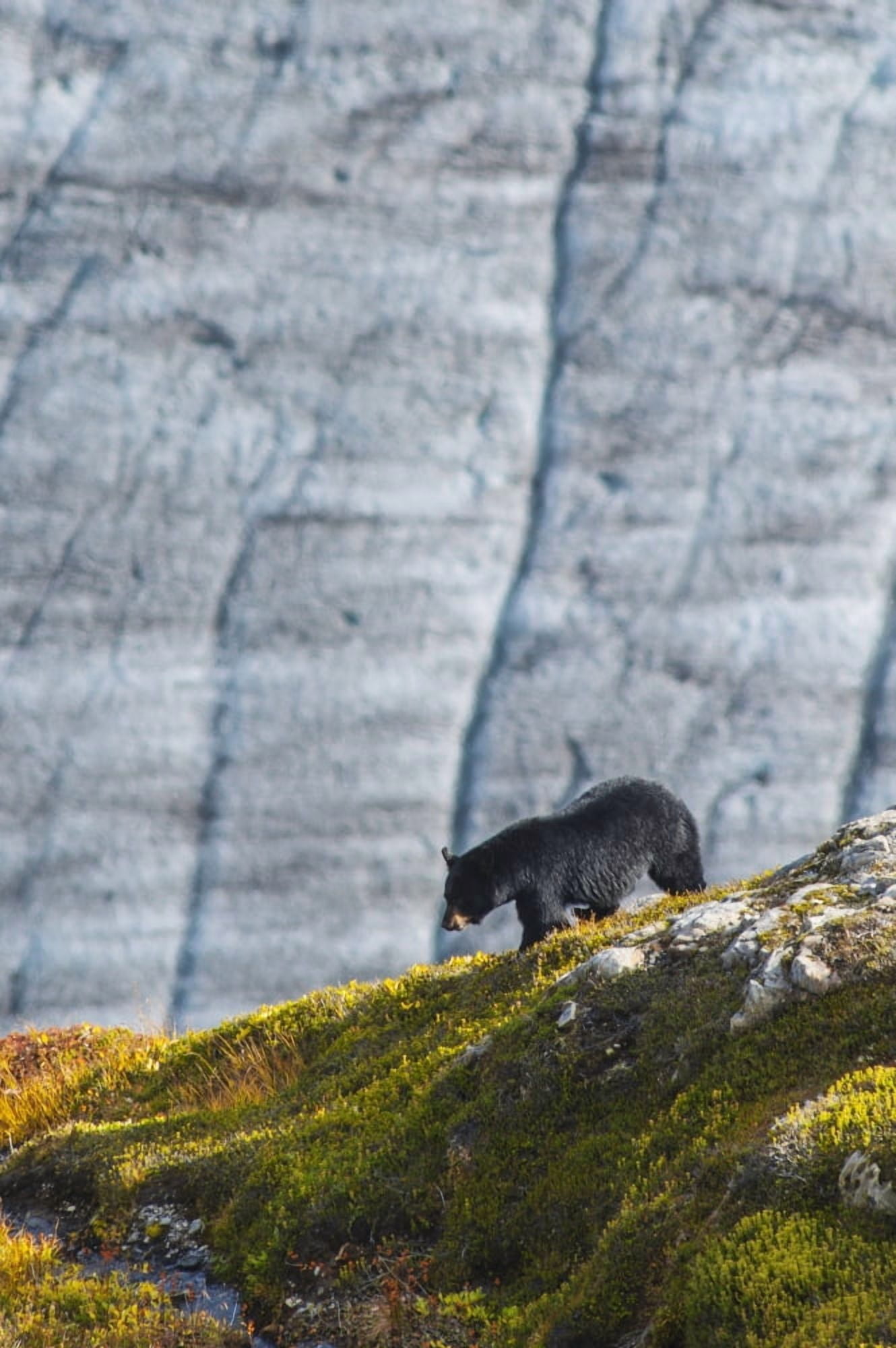 A Black bear with Exit Glacier in the background on a sunny summer day in Kenai Fjords National Park Kenai Peninsula Southcentral Alaska Canvas Art - Michael Jones Design Pics (12 x 19)
