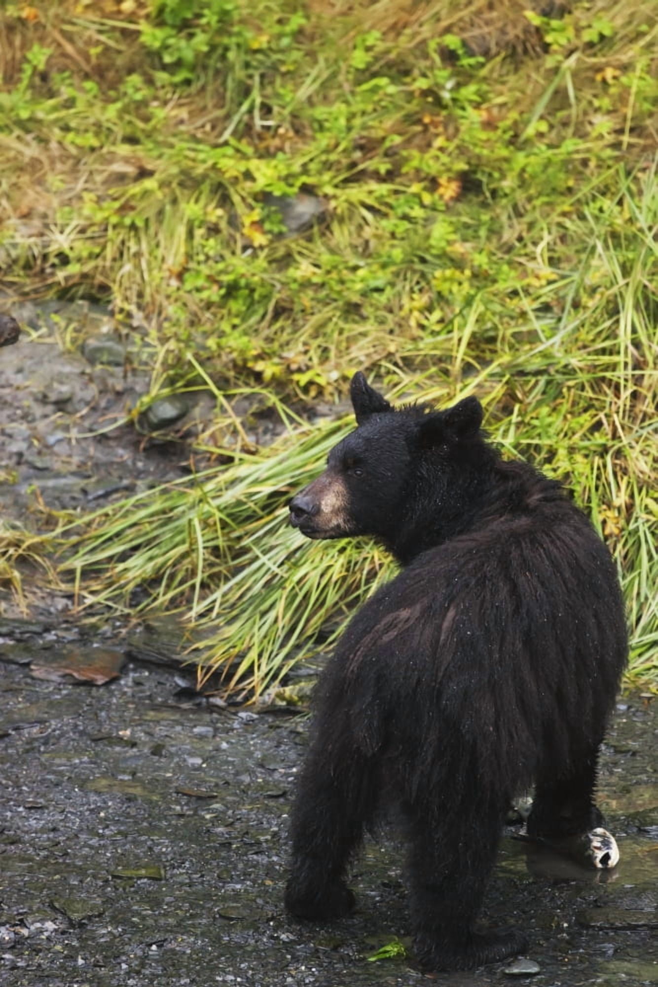 Black bear (Ursus americanus) feeding on pink salmon along Dayville Road Valdez Alaska United States of America Canvas Art - Lucas Payne Design Pics (12 x 19)