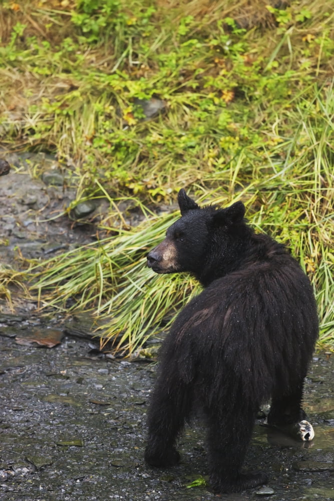 Black bear (Ursus americanus) feeding on pink salmon along Dayville Road Valdez Alaska United States of America Canvas Art - Lucas Payne Design Pics (24 x 38)