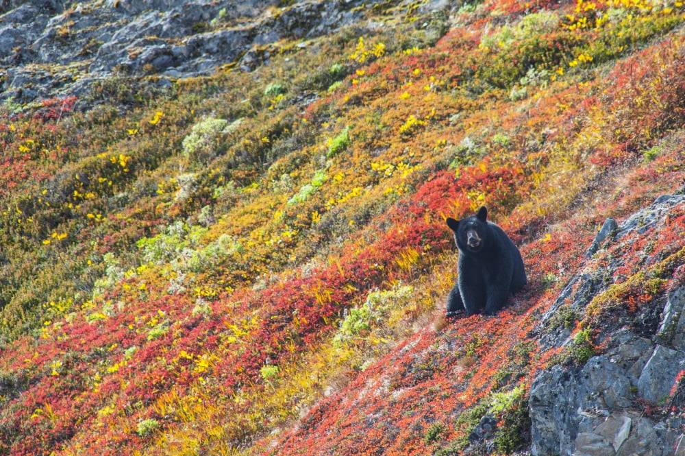 Black bear (Urus Americanus) sitting on a colorful autumn hillside Kenai Fjords National Park Southcentral Alaska Canvas Art - Michael Jones Design Pics (19 x 12)