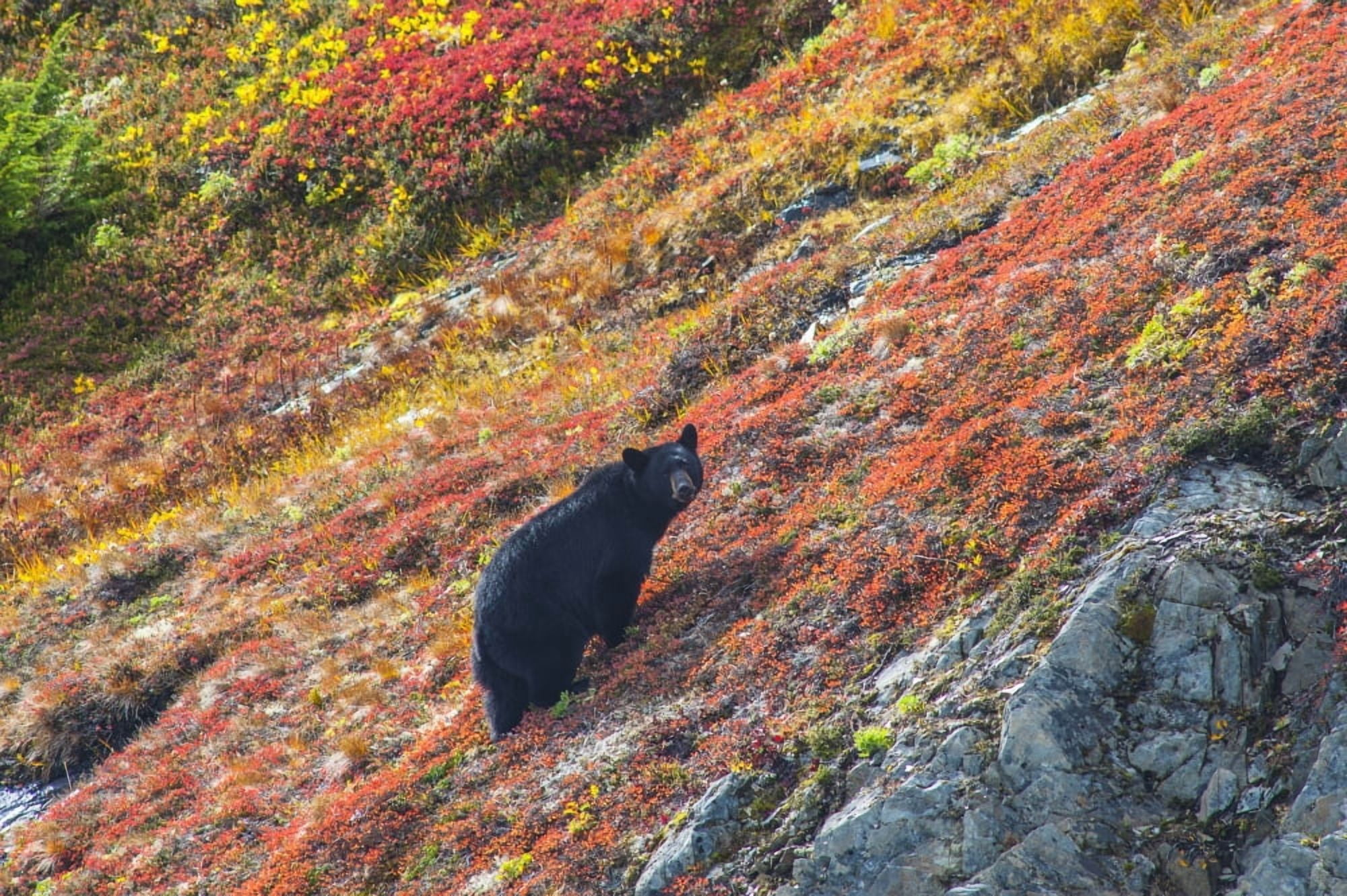 Black bear (Urus Americanus) standing on a colorful autumn hillside Kenai Fjords National Park Southcentral Alaska Canvas Art - Michael Jones Design Pics (19 x 12)
