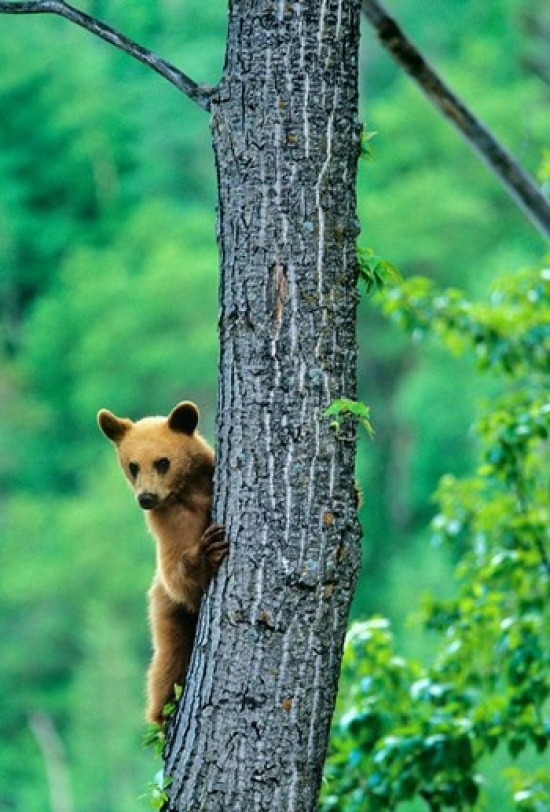 Black bear Waterton Lakes National Park Alberta Canvas Art - Chuck Haney DanitaDelimont (18 x 26)