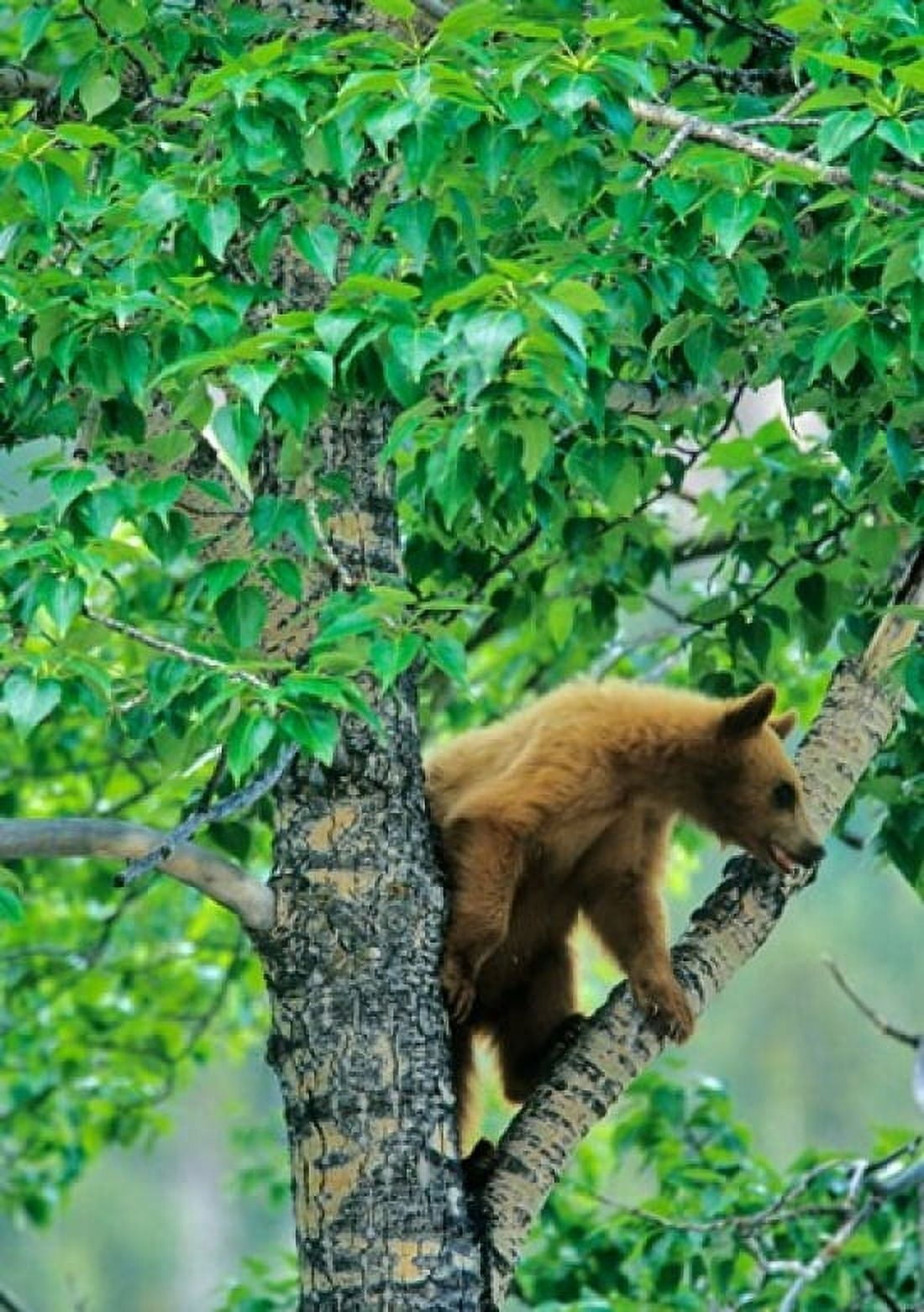Black bear aspen tree Waterton Lakes NP Alberta Canvas Art - Chuck Haney DanitaDelimont (19 x 26)