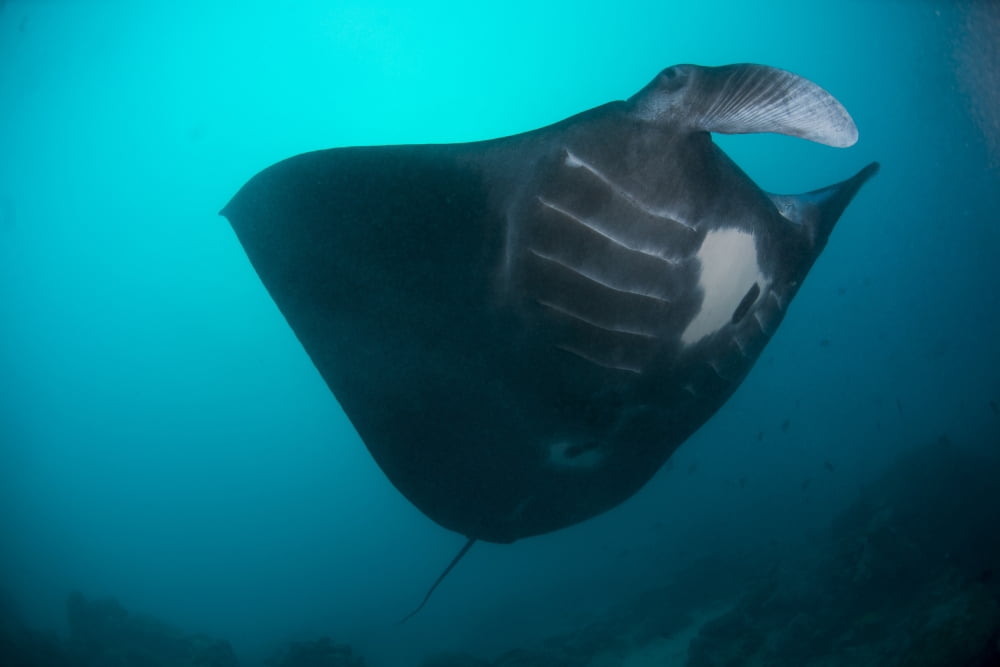 Black-bellied manta ray taking off Palau Micronesia Canvas Art - Mathieu MeurStocktrek Images (17 x 12)