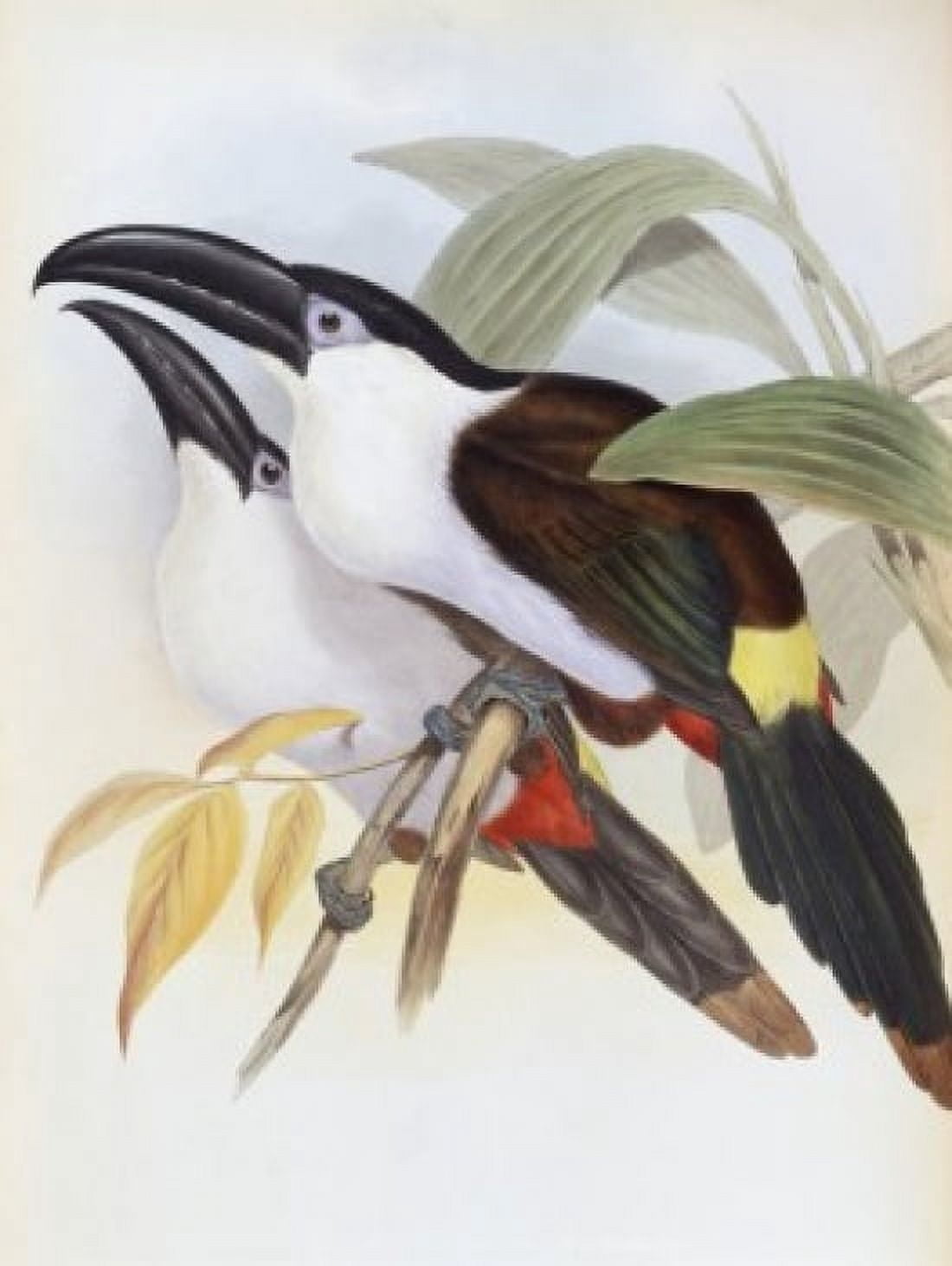 Black-billed Hill Toucan John Gould (1804-1881 British) Canvas Art - John Gould (24 x 36)