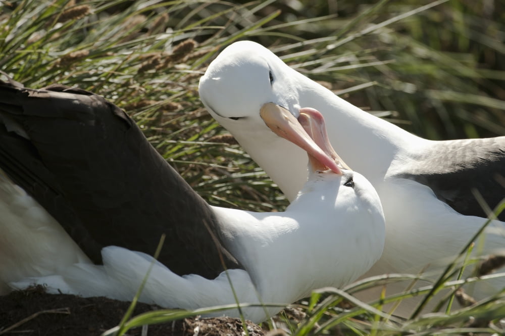 Black-browed Albatrosses (Thalassarche melanophrys) courting West Point Island Falkland Islands Canvas Art - Daisy Gilardini Design Pics (19 x 12)