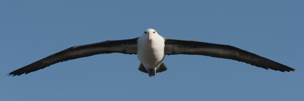 Black-browed albatross (Thalassarche melanophris) Falkland Islands Canvas Art - Panoramic Images (6 x 18)