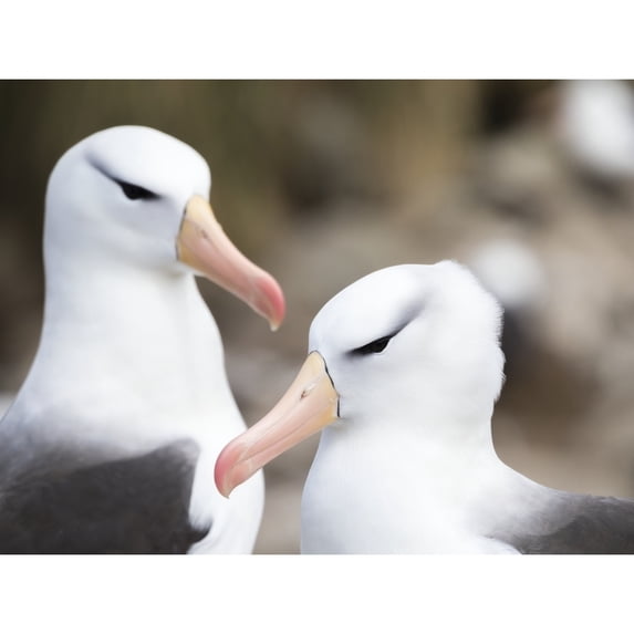 Black-browed albatross or black-browed mollymawk Falkland Islands Poster Print by Martin Zwick