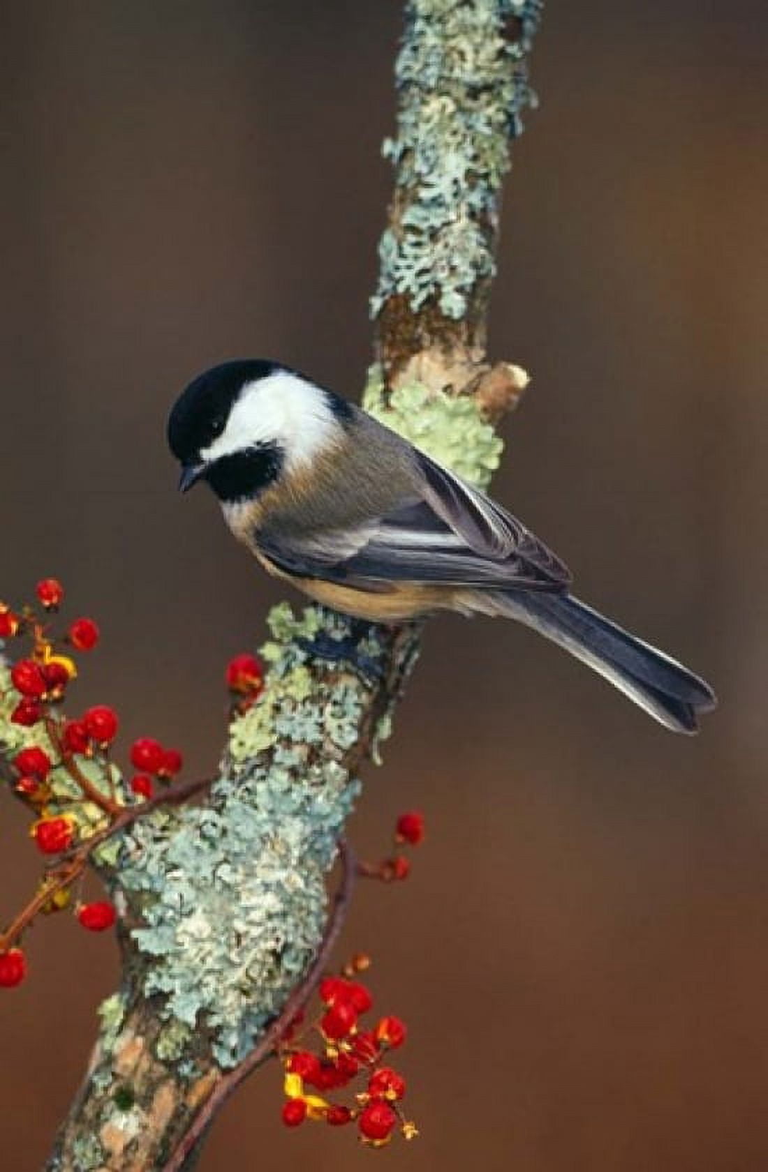 Black-capped Chickadee Bird Canvas Art - Panoramic Images (12 x 19)