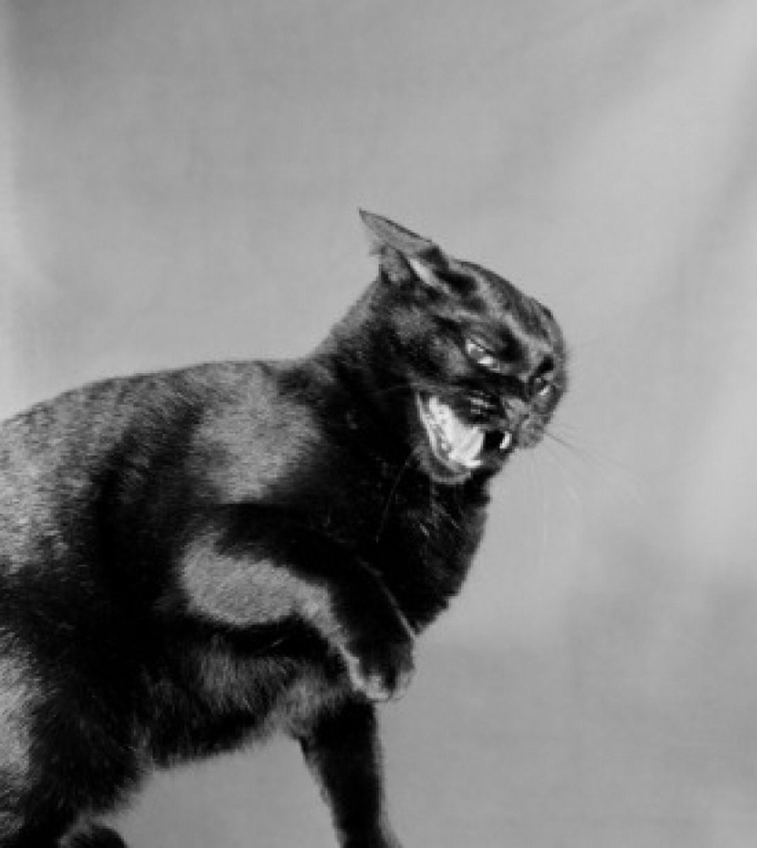 Black cat Canvas Art - (24 x 36)